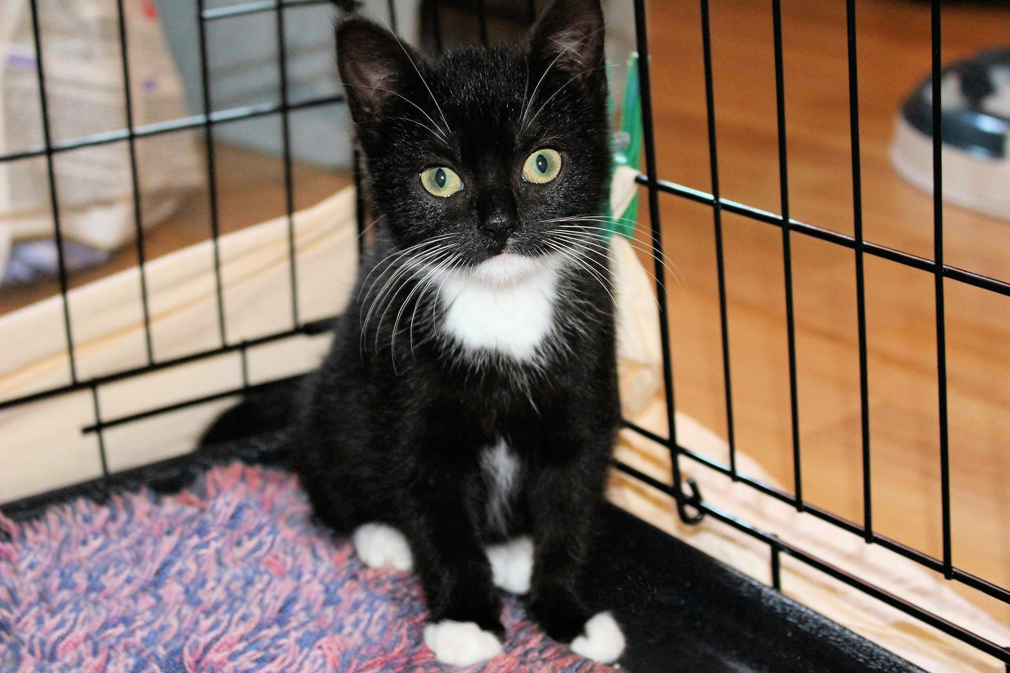 eine kleine schwarze Katze mit weißen Pfoten und Latz sitzt in einem Käfig auf einer bunten Decke