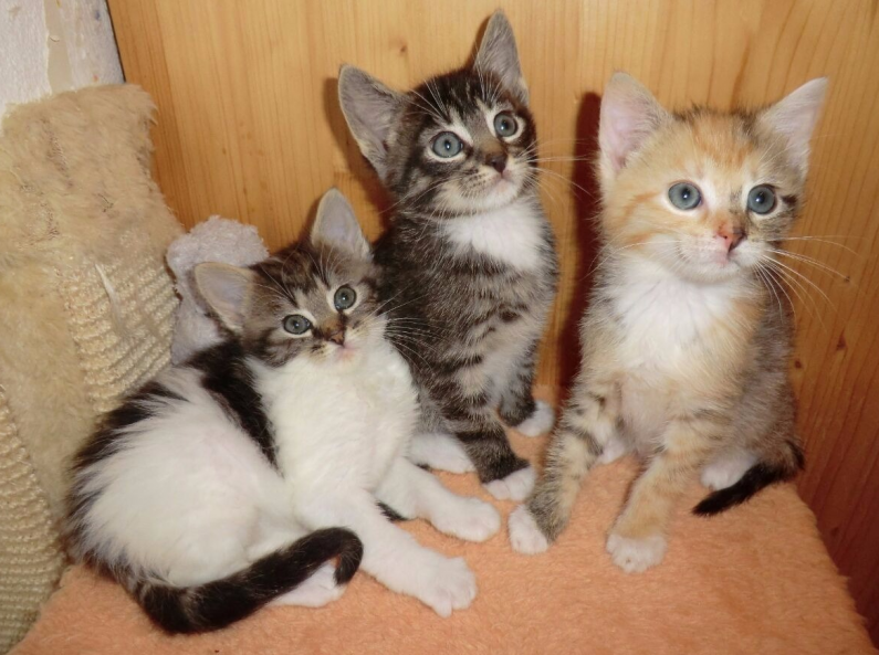 drei Katzenkinder sitzen dicht beieinander auf einer Decke