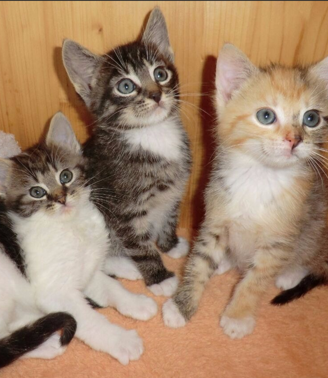 drei Katzenkinder mit unterschiedlicher Färbung sitzen dicht nebeneinander auf einer Decke