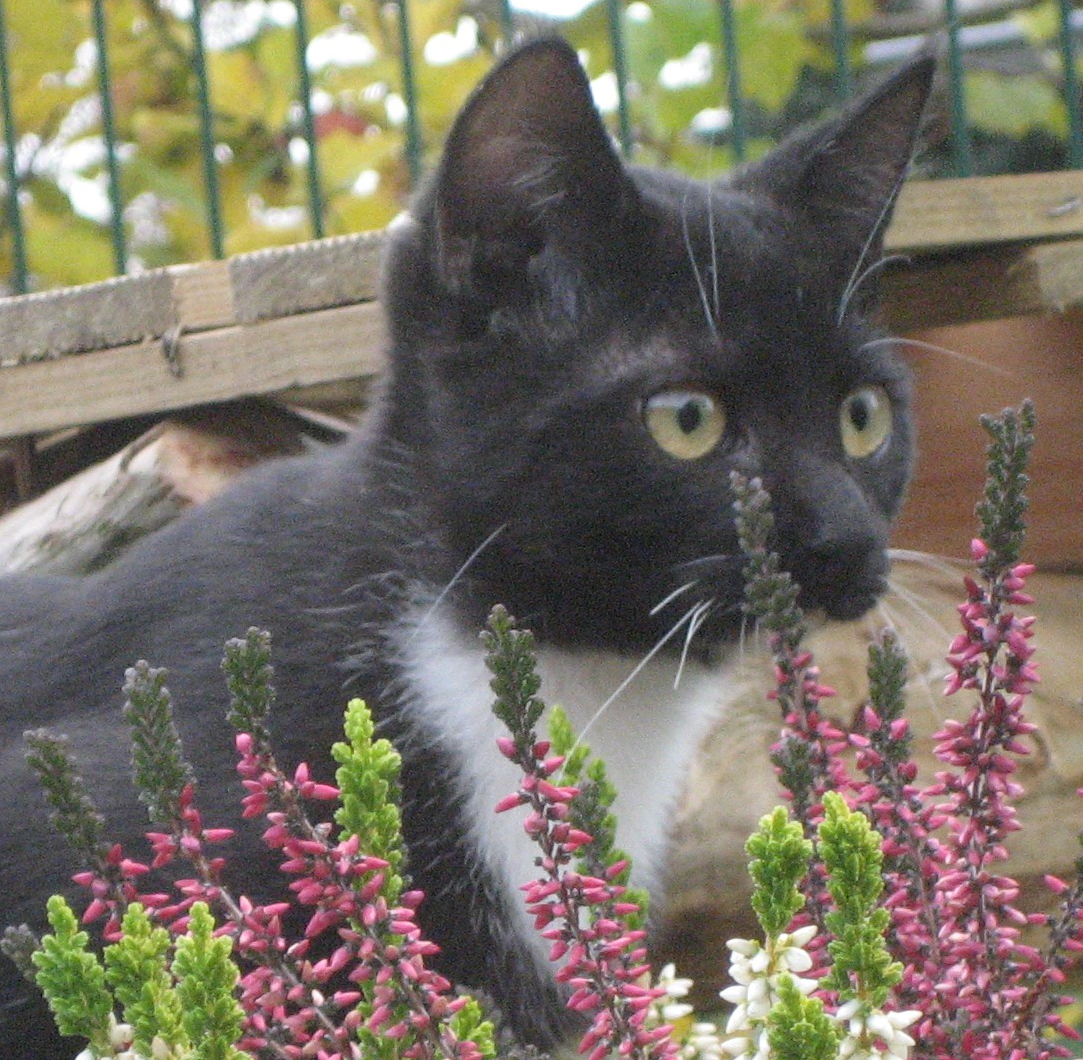 eine schwarz-weiße Katze sitzt hinter einem Heidestrauch