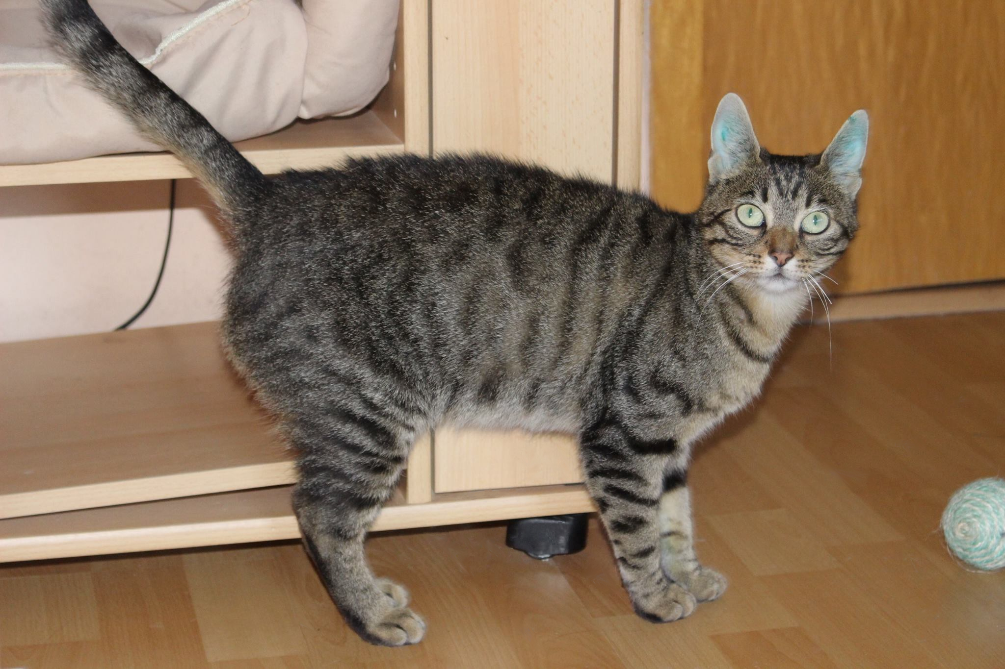 eine getiegerte Katze steht vor einem Schrank