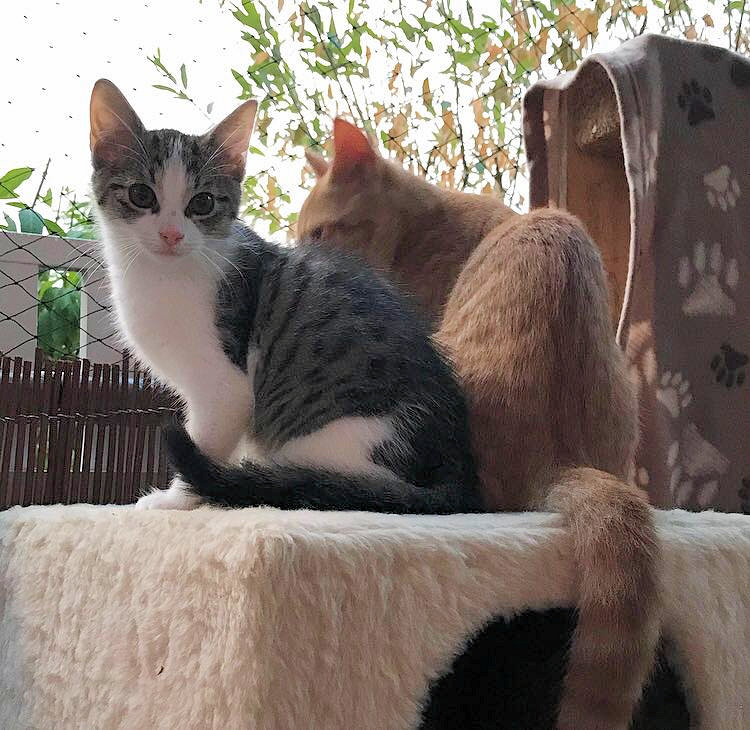 roter Kater und kleine weiß-graue Katze sitzen nebeneinander auf dem Balkon