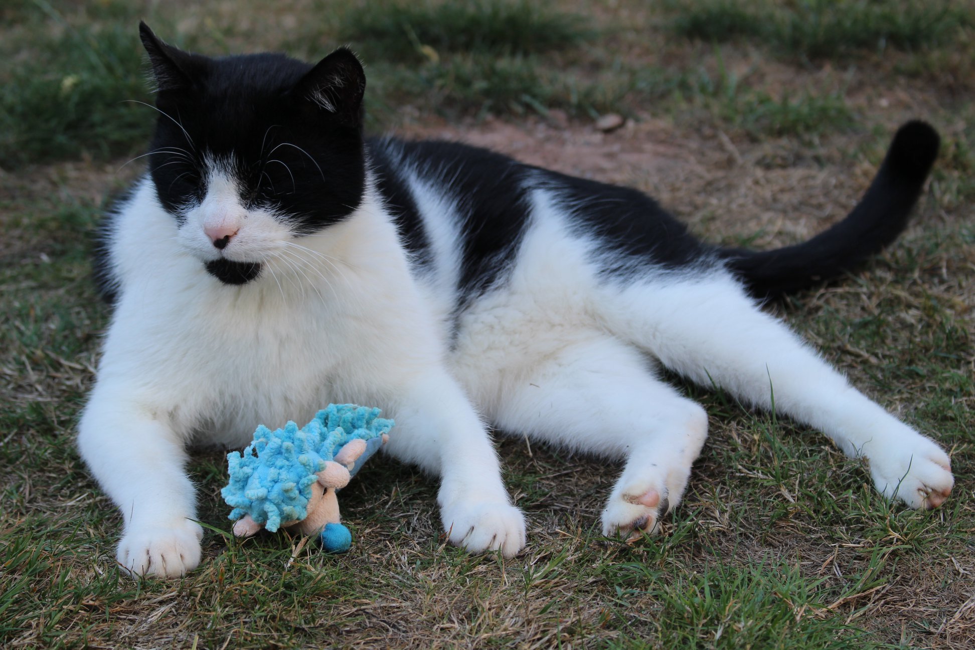 schwarz-weißer Kater liegt mit einem Spielzeug im Gras