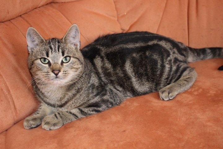 kleiner Tabby-Kater auf einem Sofa liegend