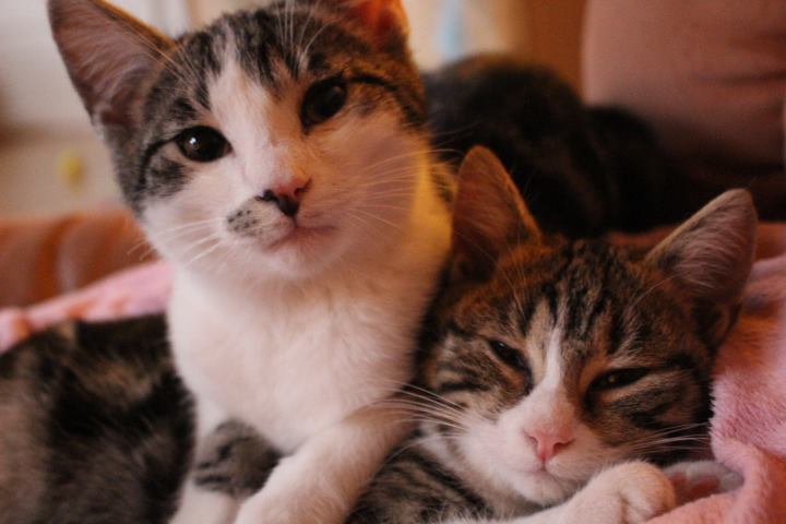 zwei Katzen, dicht beeinander liegend, schauen in die Kamera