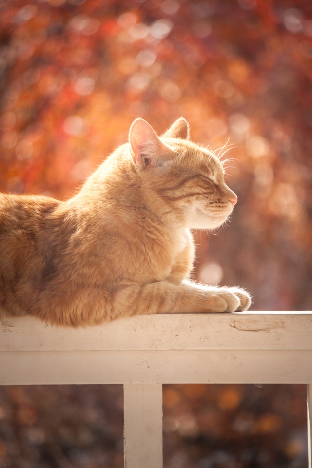 roter Kater, mit geschlossenen Augen in der Sonne liegend