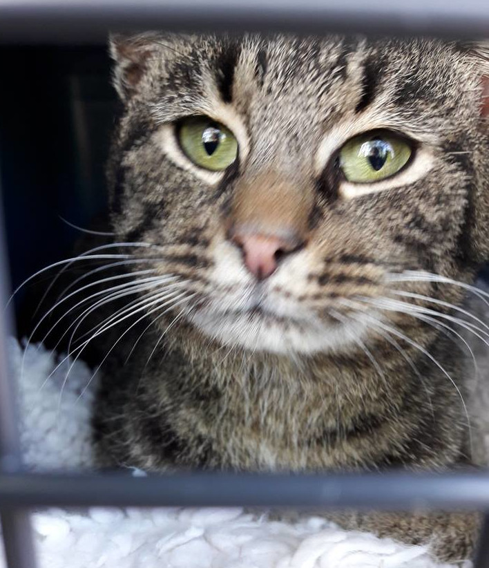 Kopfbild eines getiegerten Katers in einer Box, schaut in die Kamera