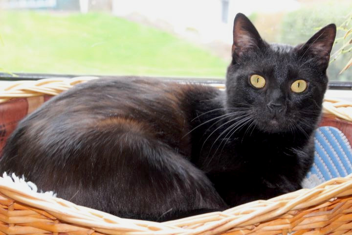 schwarze Katz liegt in einem Korb vor dem Fenster, schaut in die Kamera