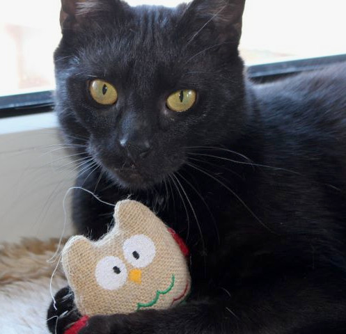 schwarze Katze, liegend mit Spielzeug zwischen den Pfoten, Nahaufnahme