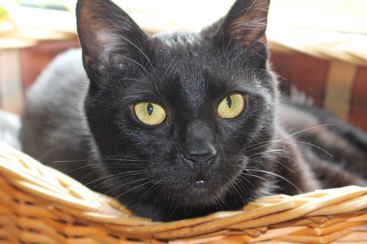 schwarze Katze in einem Korb, Nahaufnahme