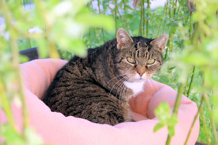 getiegerte Katze in einem rosafarbenen Katzennest, schaut in die Kamera