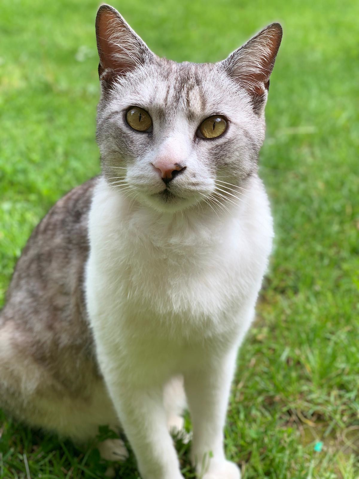 weiß-grauer Kater, schaut in die Kamera