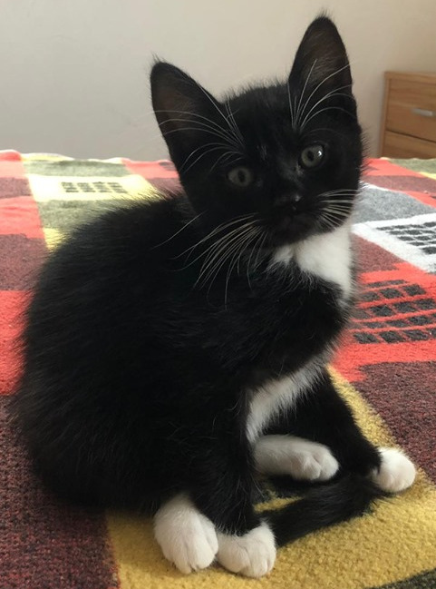 kleine schwarz-weiße Katze sitzt auf einer bunten Decke