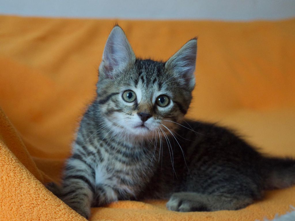 kleiner grau-getiegerter Kater auf orange-farbener Decke, schaut in die neugierig Kamera