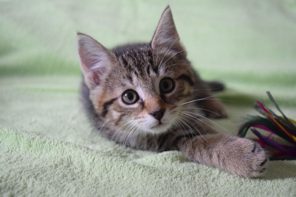 kleiner grau-getiegerter Kater liegt auf einer hellgrünen Decke