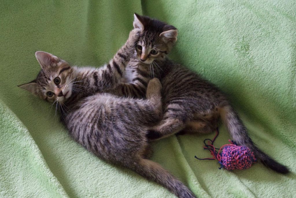 zwei kleine grau-ägeteigerte Kater spielen auf einer hellgrünen Decke