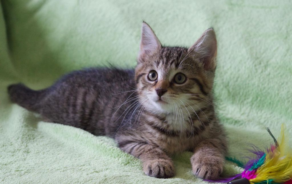 kleiner grau-getiegerter Kater liegt auf einer hellgrünen Decke, schaut nach oben