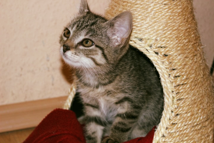 kleine getiegerte Katze schaut aus einer Korbhöhle