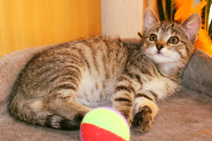 getiegerte Katze liegt auf einem Katzenkissen mit einem Ball