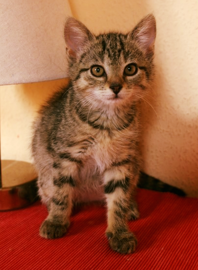 kleine getiegerte Katze sitzt auf einer roten Decke