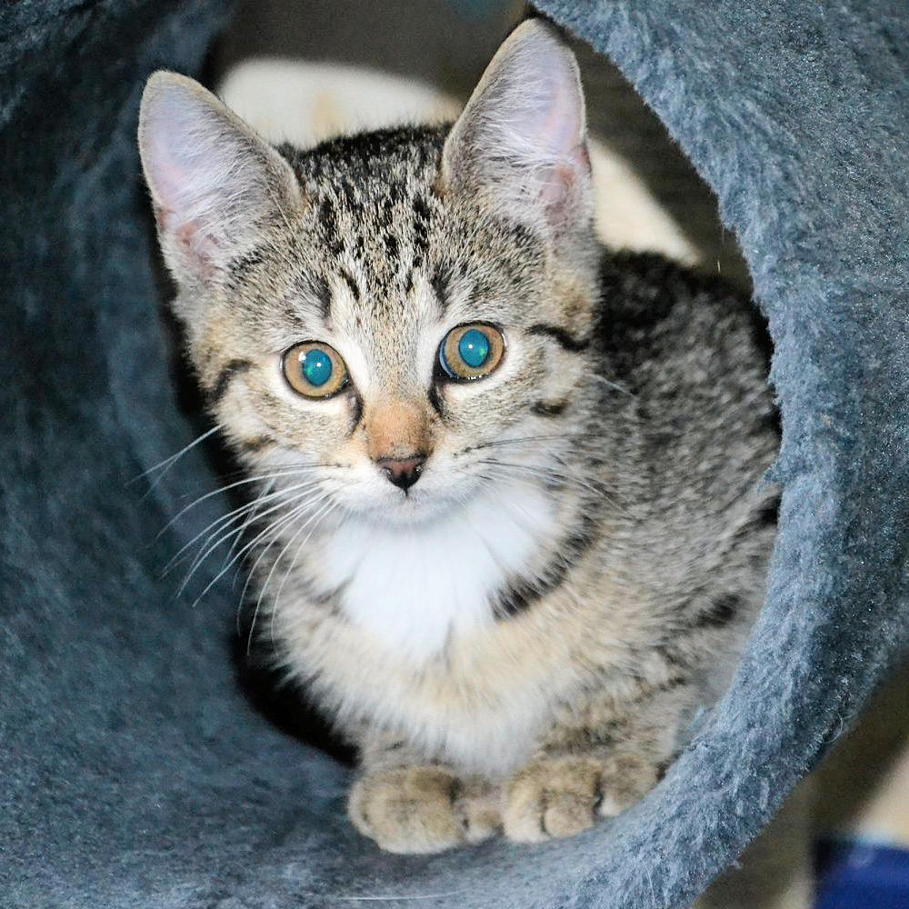 kleine getiegerte Katze schaut aus einer Katzenhöhle