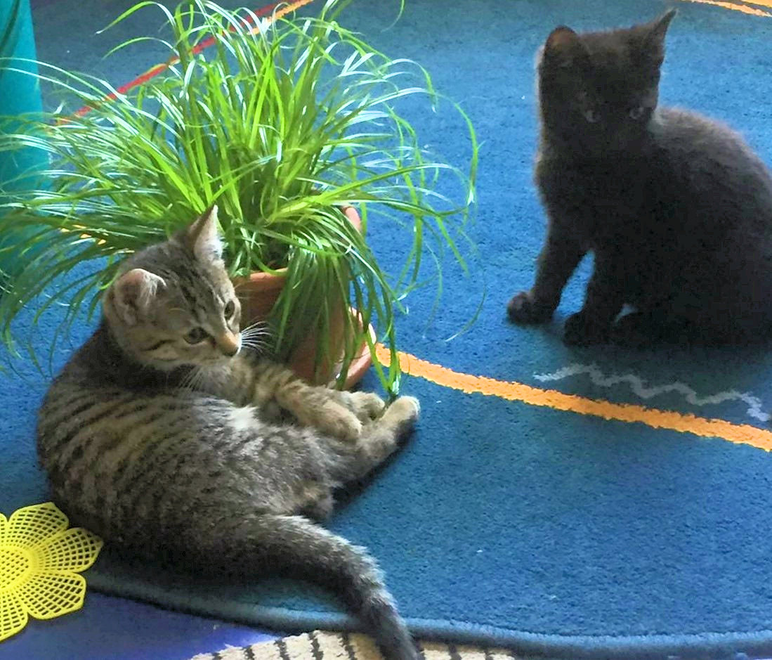 zwei kleine Katzen auf einer blauen Decke, vor einem Blumentopf