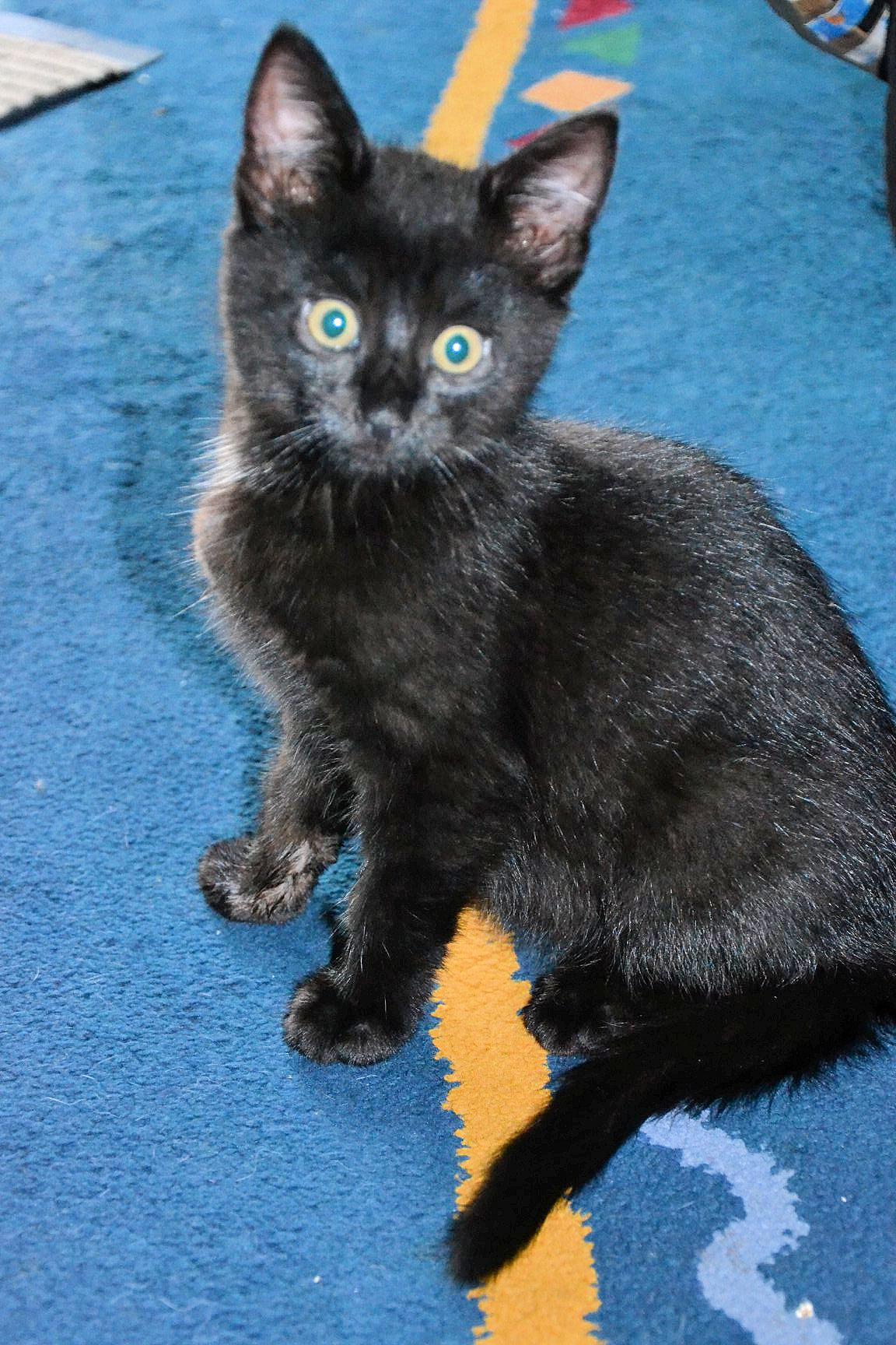 kleiner schwarzer Kater sitzt auf einer blauen Decke