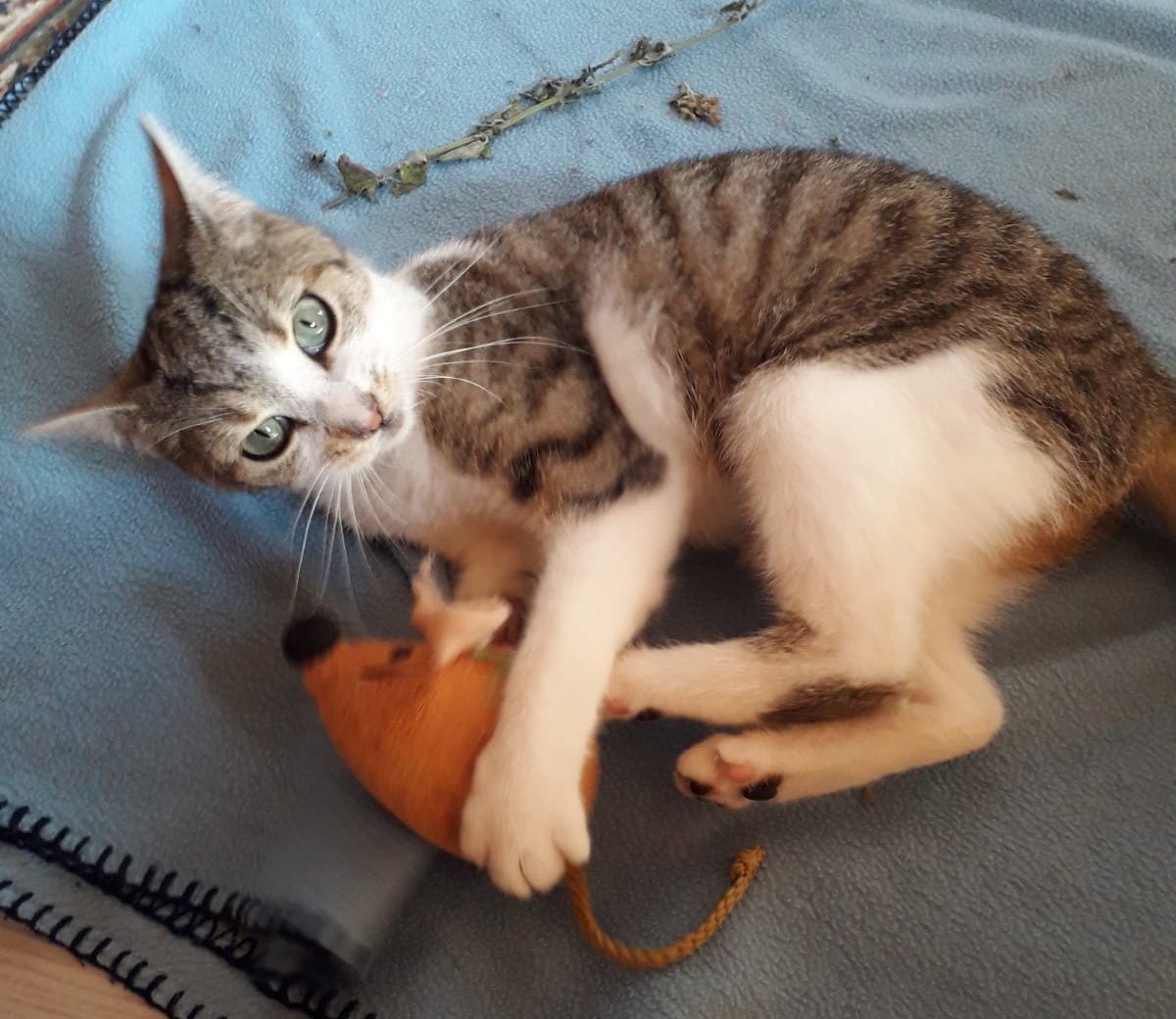 kleine dreifarbige Katze liegt auf einer blauen Decke mit einer Stoffmaus zwischen den Vorderpfoten