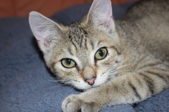 Nahaufnahme einer kleinen getigerten Katze auf einer blauen Decke