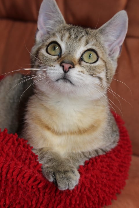 Kopfbild einer kleinen getigerten Katze, schaut neugierig mit großen Augen nach oben