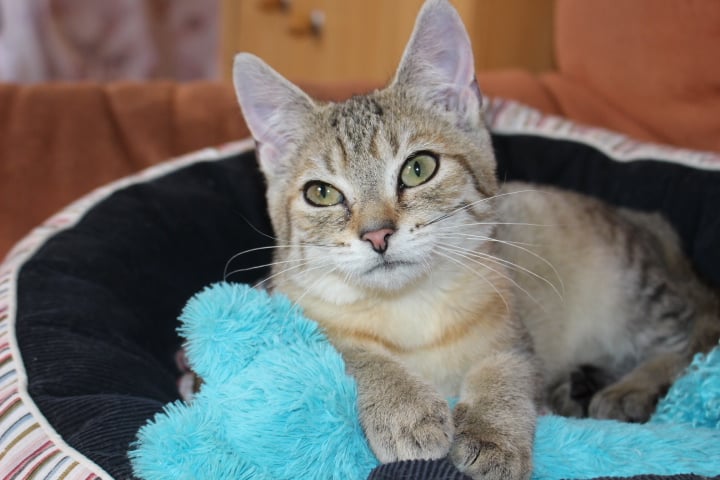 kleine getigerte atze in einem Katzennest, mit blauer Decke