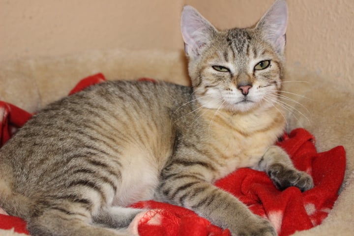 kleine getigerte Katze liegt auf einer roten Decke