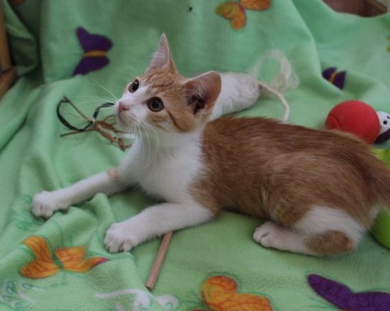 kleiner weiß-roter Kater auf einer grünen Decke